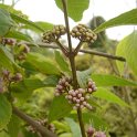 Callicarpa americana P1D P2C P17 P22